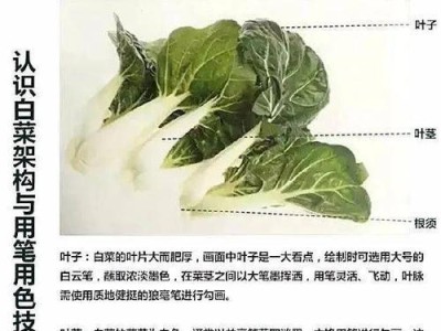 大白菜操作系统教程（从入门到精通，一步步学习大白菜操作系统的使用技巧和原理解析）