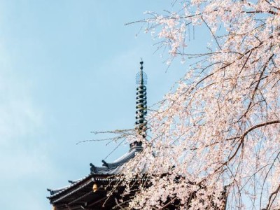四月的樱花，绽放如约（春日美景，迎接新生活）