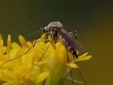 灭绝蚊子，保护健康